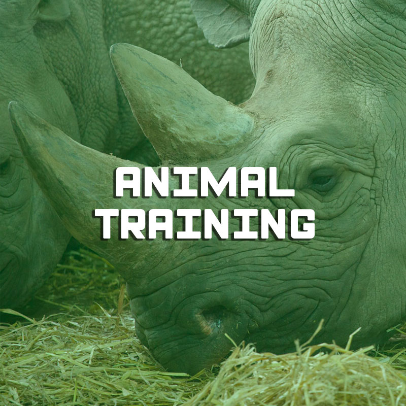 Formation animal training