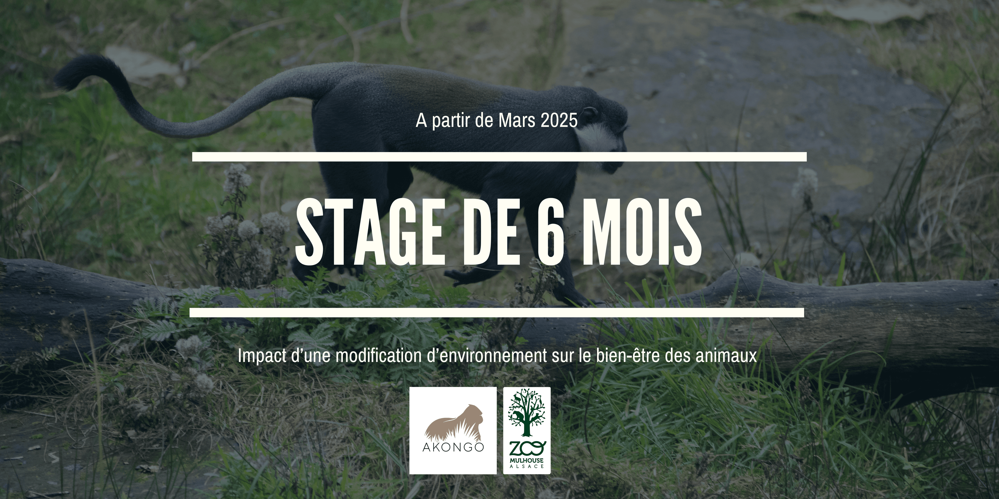Illustration Offre de stage - Impact d’une modification d’environnement sur le bien-être des animaux