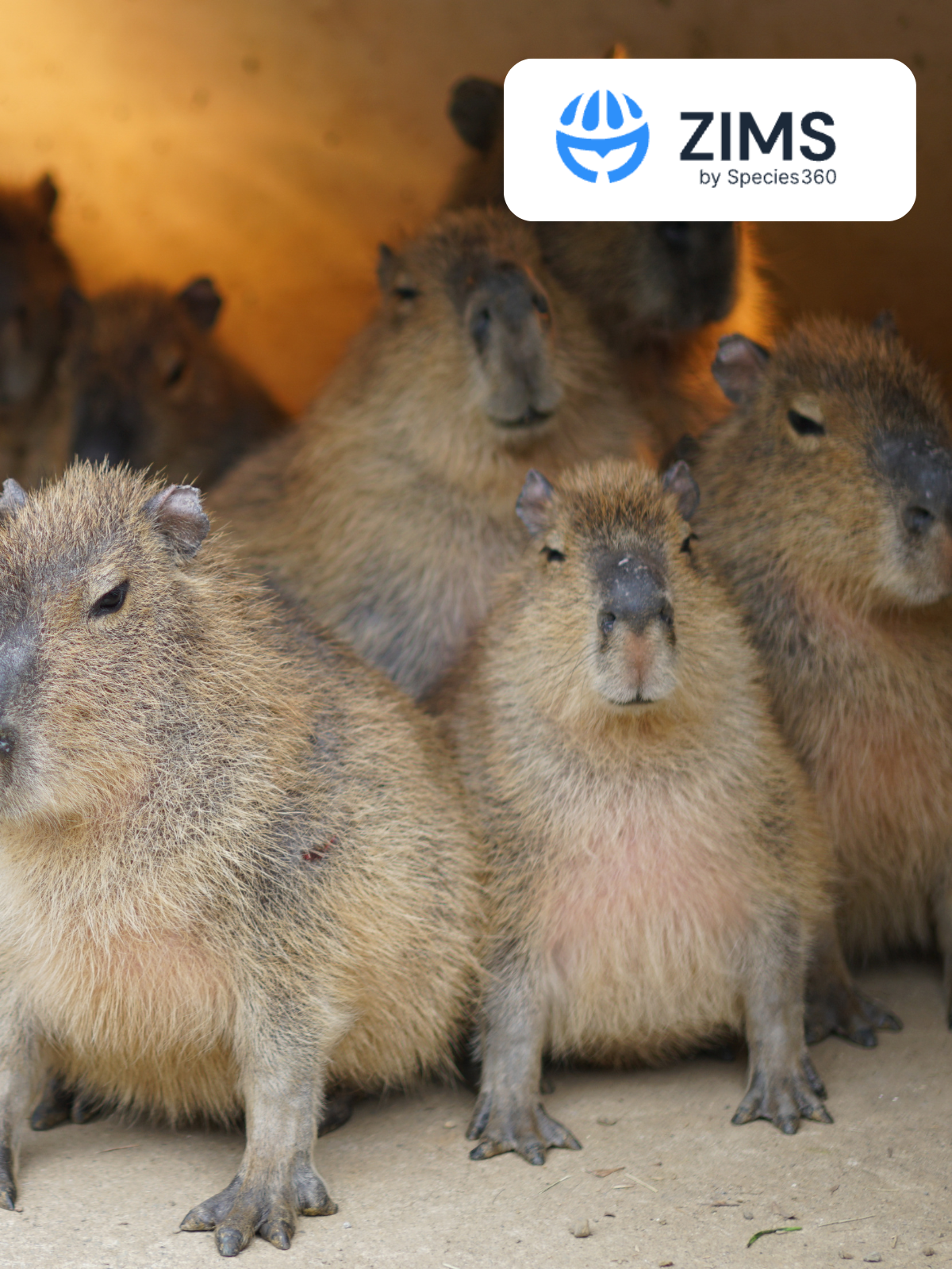 Administration des Animaux