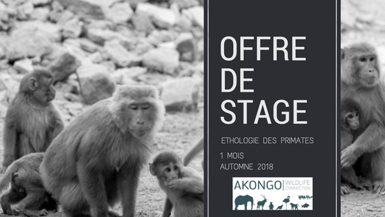 Offre de stage – Ethologie Primates
