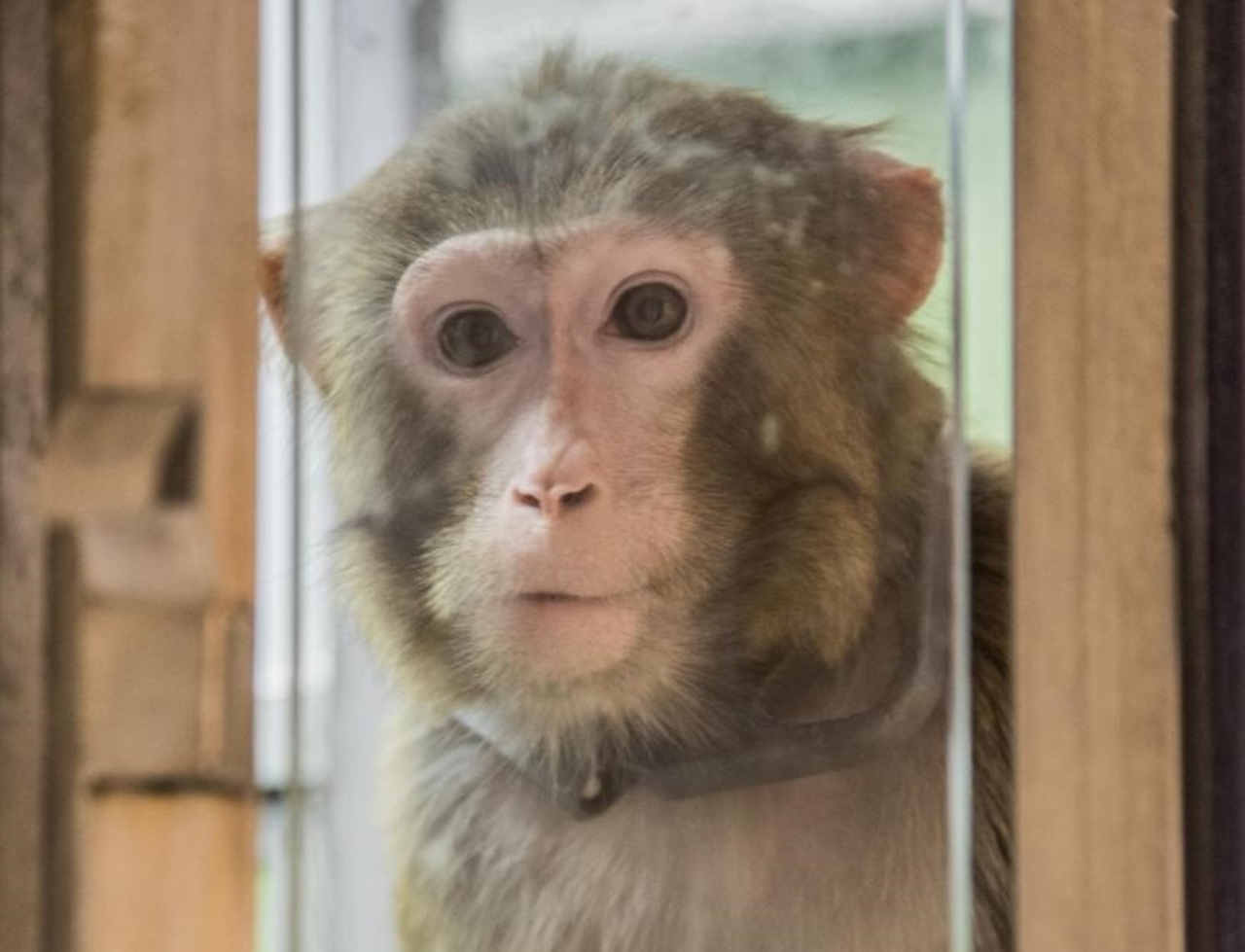 [ACTU PARTENAIRE] Une nouvelle vie va commencer pour des primates de laboratoires.